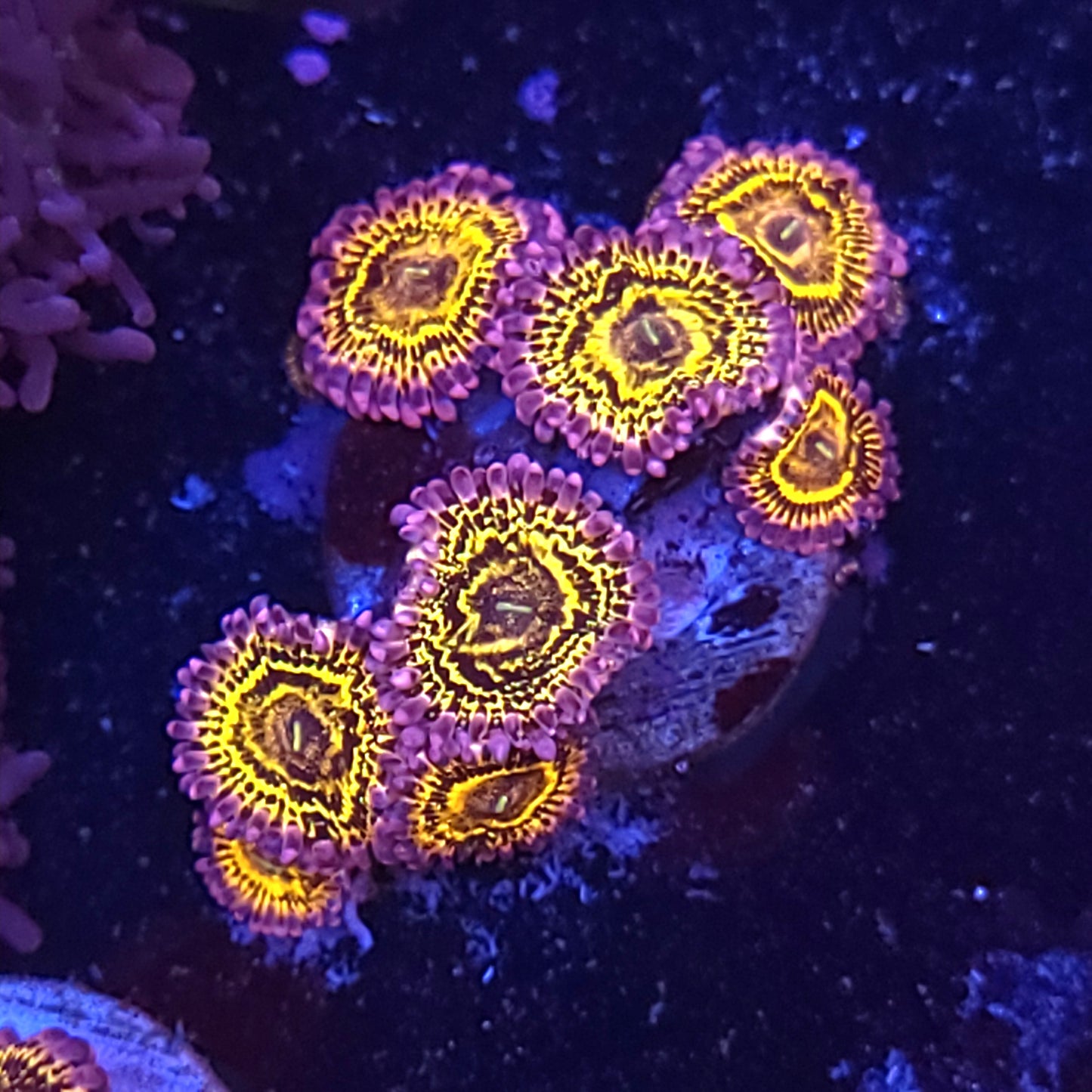 Stratosphere Zoa Mini Colony