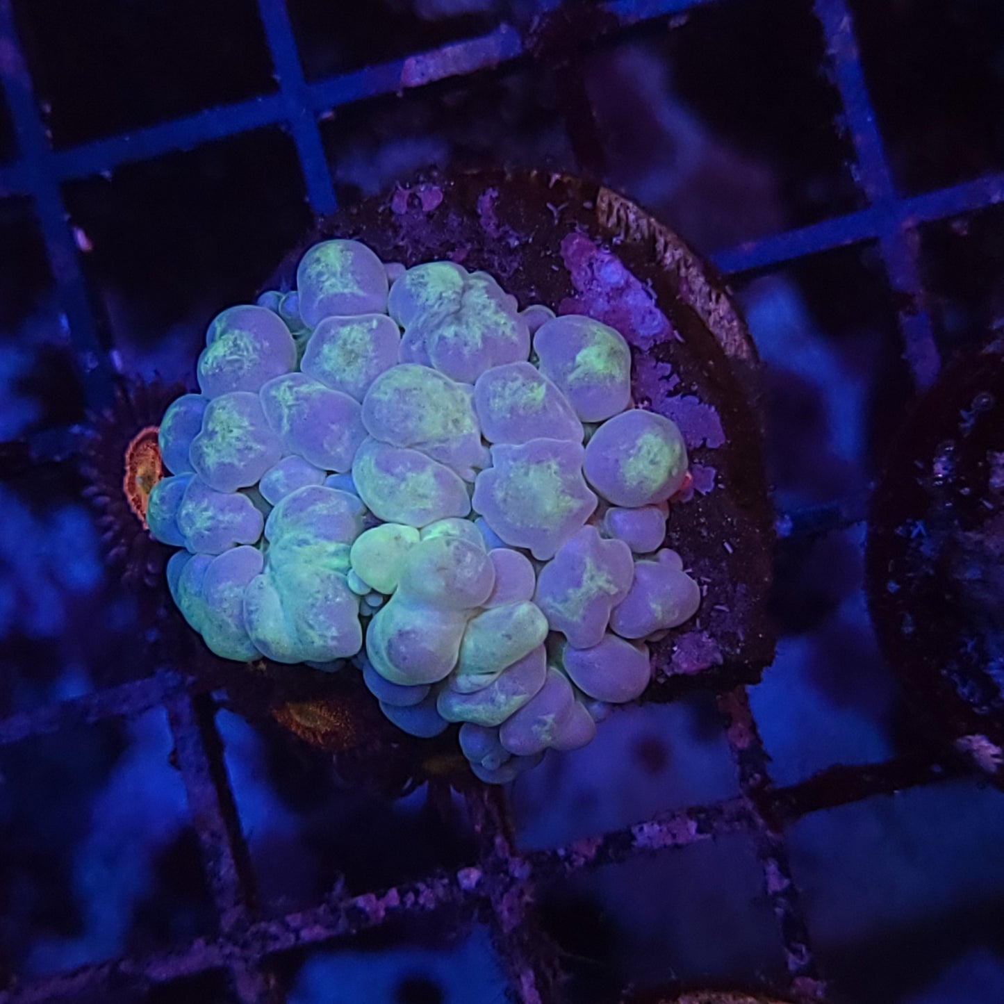 Super Nice Mellow Yellow Bounce Mushroom