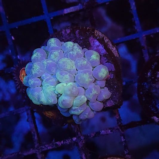 Super Nice Mellow Yellow Bounce Mushroom