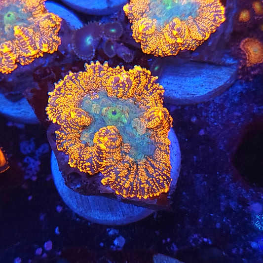 Agent Orange Mushroom
