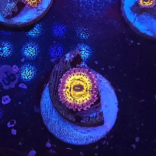 Stratosphere Zoa