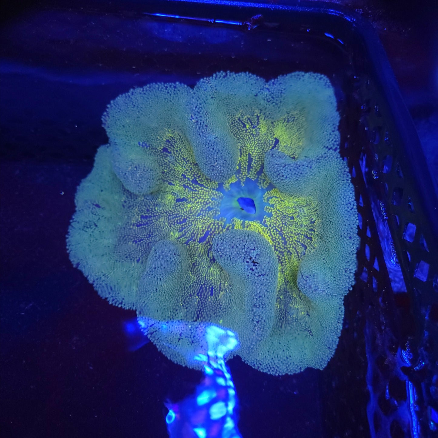 XL Crazy Bicolor Haddoni Carpet Anemone (10-12 inch)