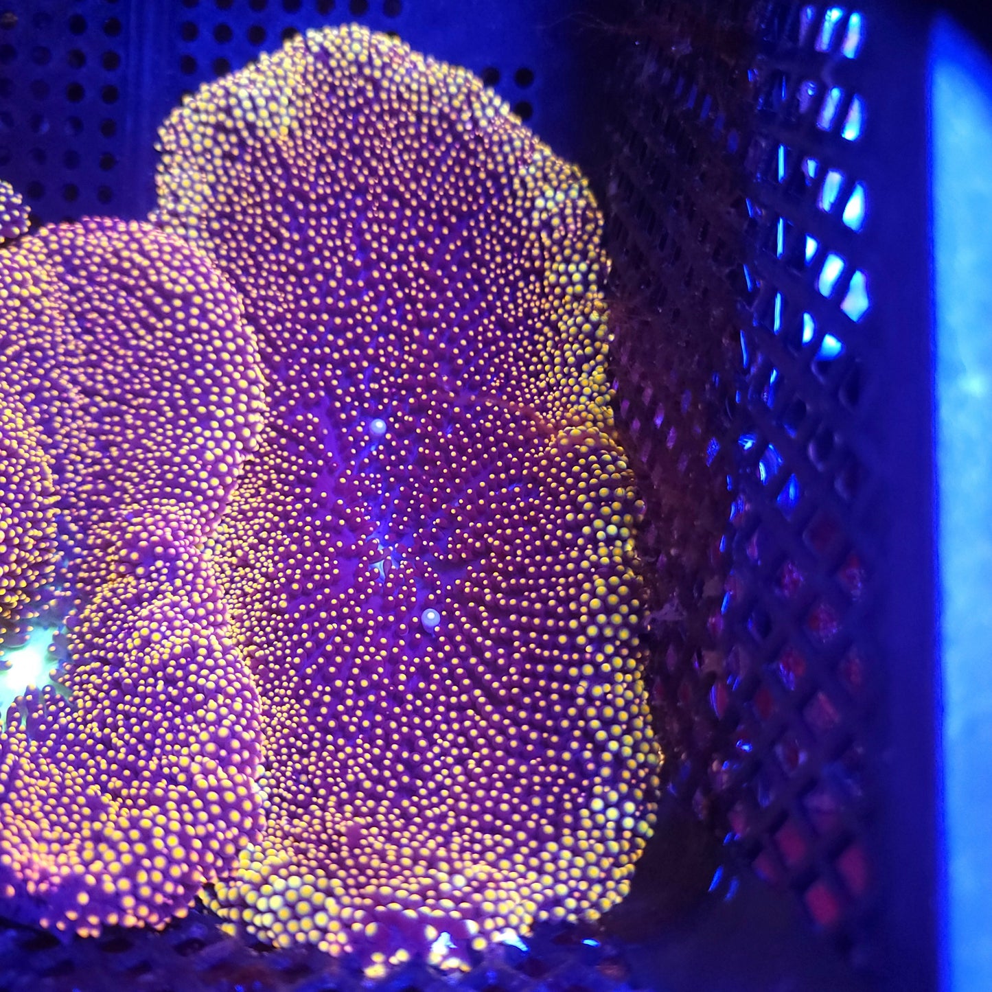 Bright Purple Gold Mertensi Carpet Anemone (5-7 Inch)