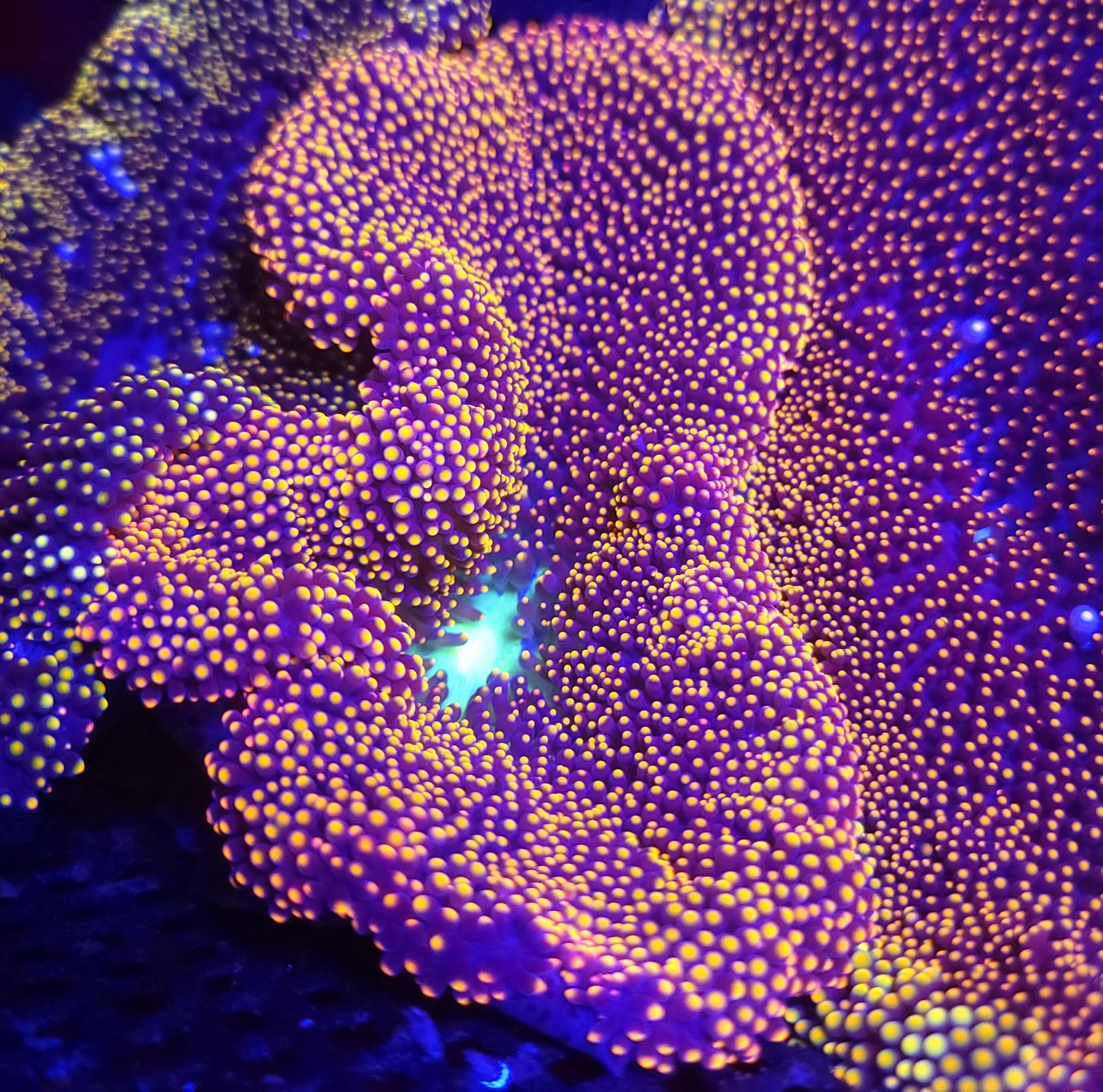 Crazy Orange Gold Mertensi Carpet Anemone (4-6 inch)