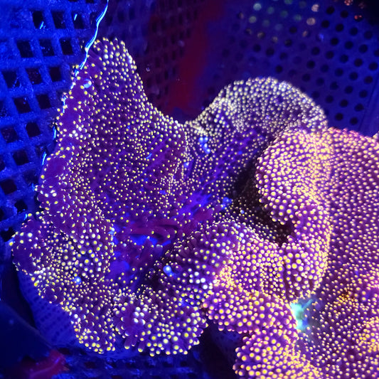Gold Purple Mertensi Carpet Anemone