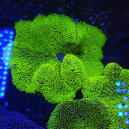 Super Bright Toxic Green Haddoni Carpet Anemone (5-6 inch)