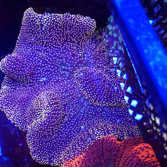 Large Bright Gold Mertesni Carpet Anemone (10-12 Inch)