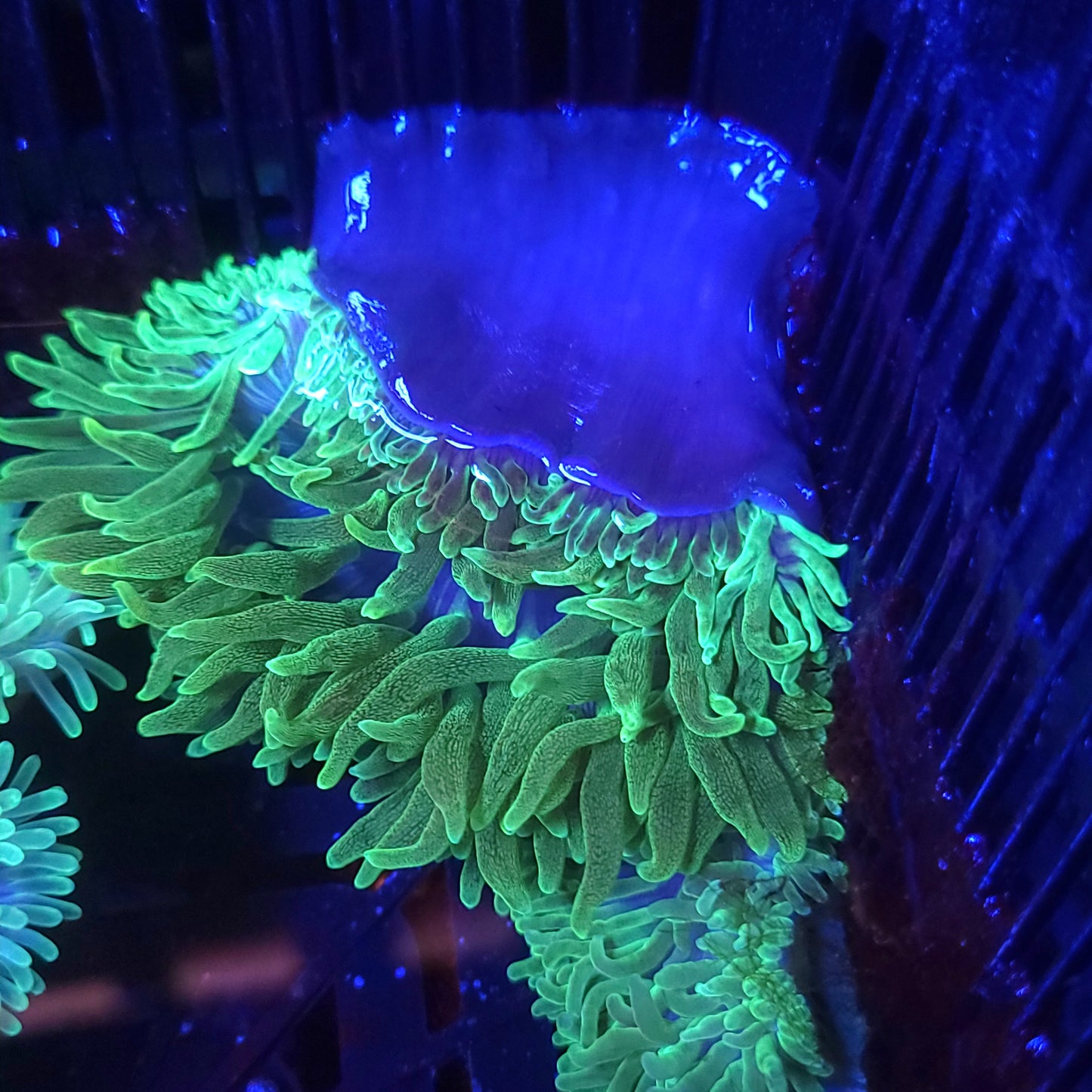 Neon Green Bubble Tip Anemone