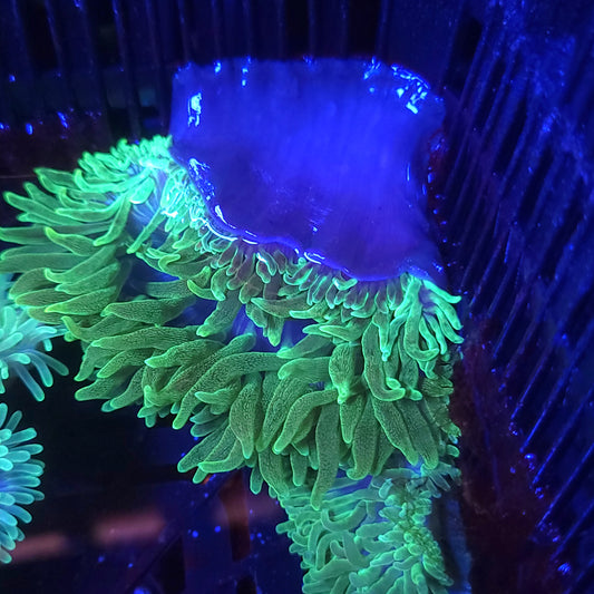 Neon Green Bubble Tip Anemone