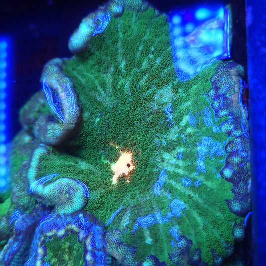 Orange Mouth PIzza Carpet Anemone