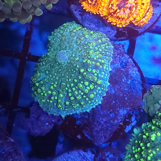 Biohazard Mushroom