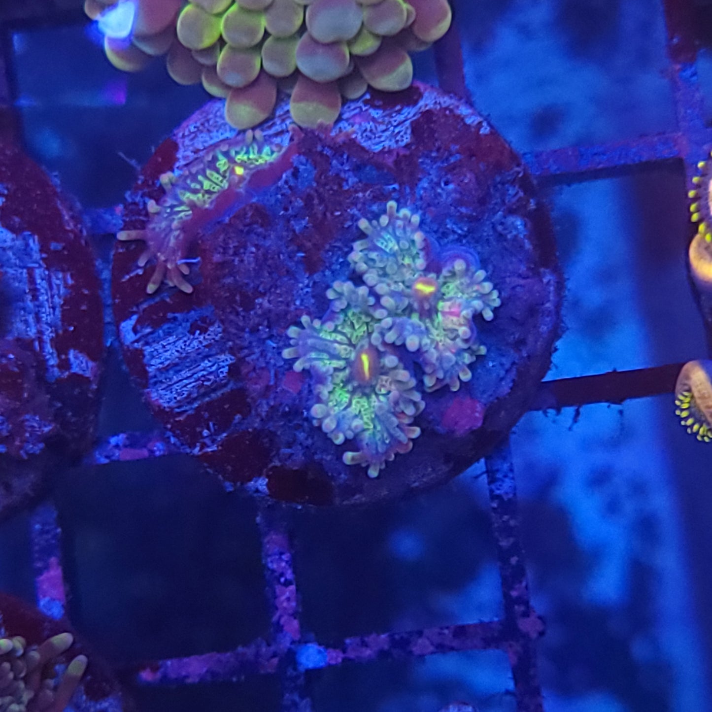 Purple Nurple Yuma Triple