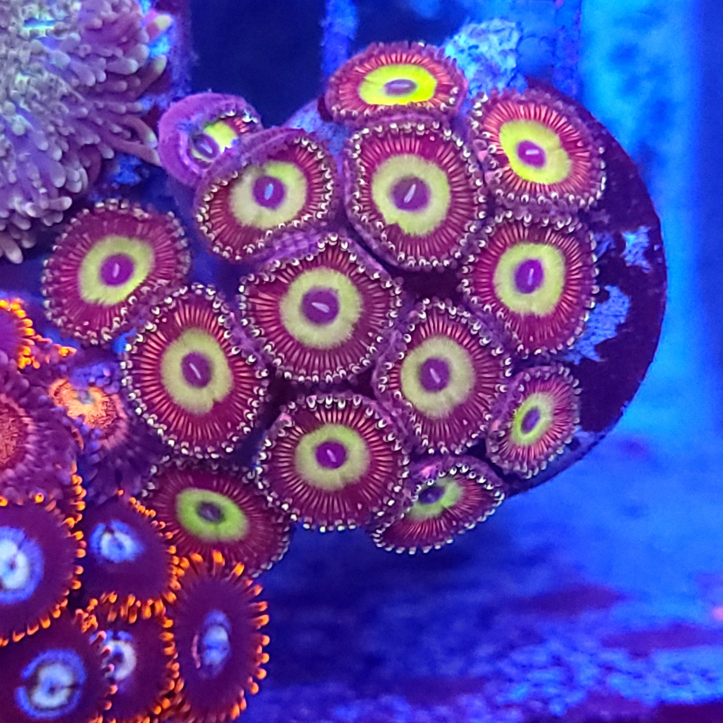 Golden Pink Hippo Zoas