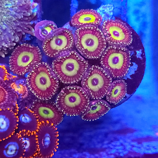 Golden Pink Hippo Zoas