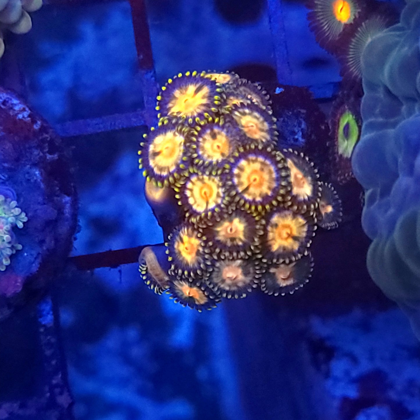 Laser Lemon Zoas
