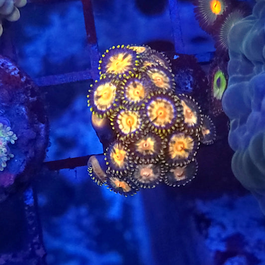 Laser Lemon Zoas