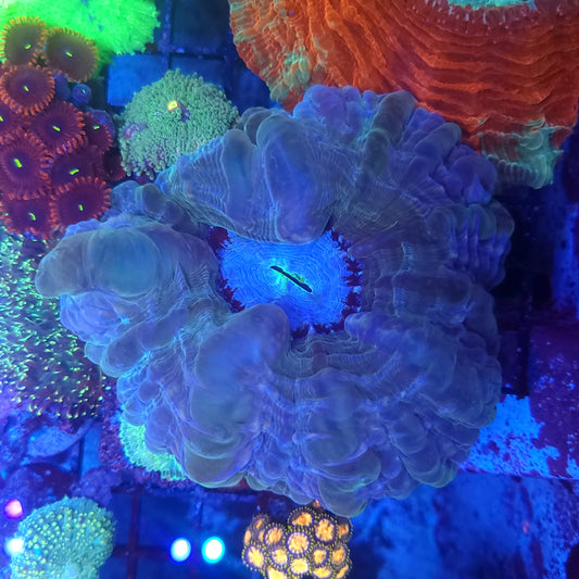 Aquamarine Indophyllia