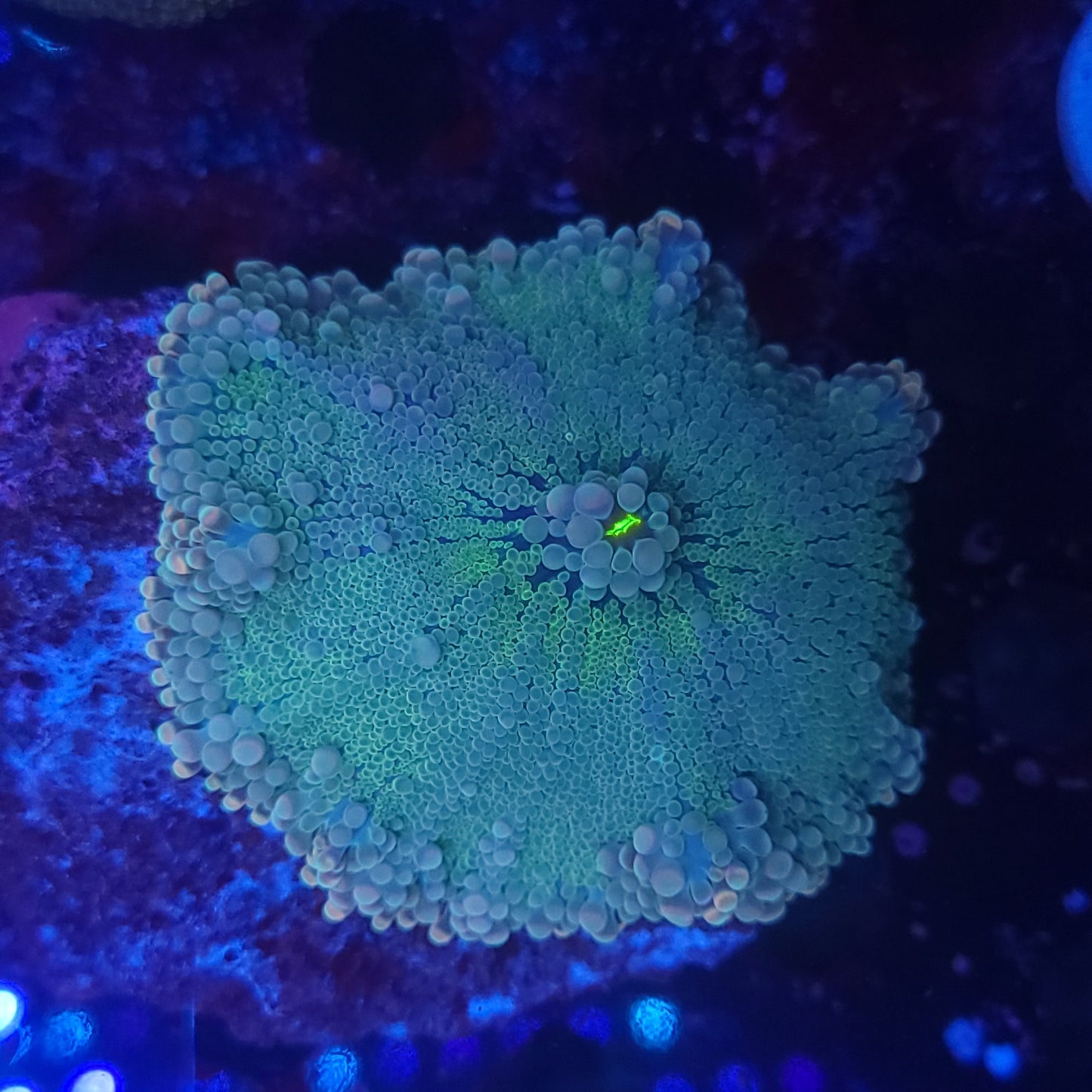 Rainbow Cotton Candy Yuma XL (Video in pics)
