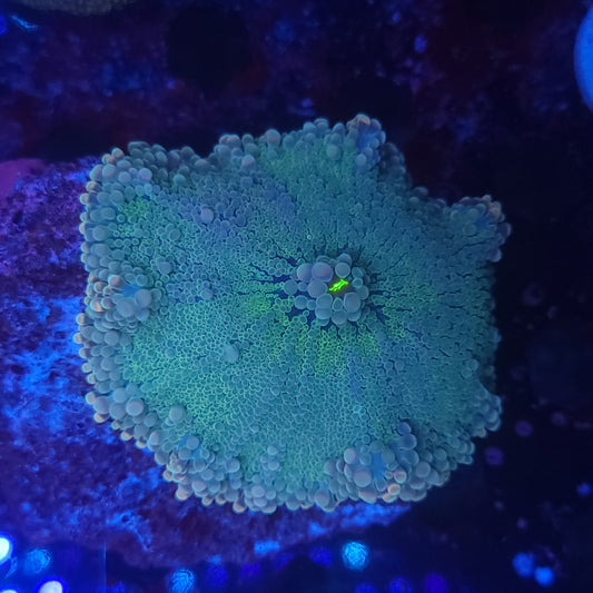 Rainbow Cotton Candy Yuma XL (Video in pics)