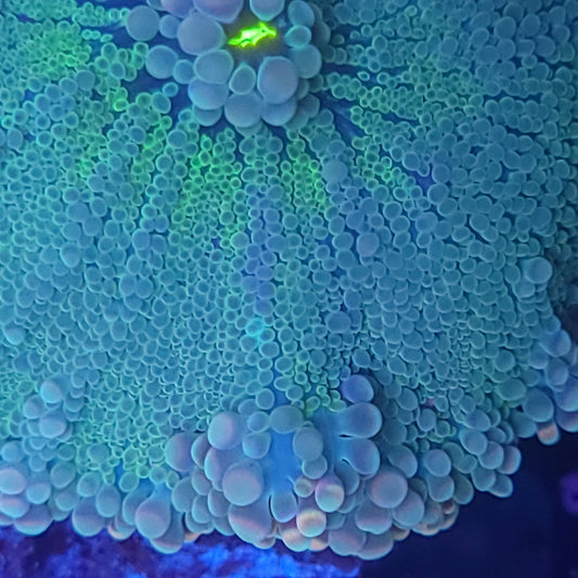 Rainbow Cotton Candy Yuma XL (Video in pics)