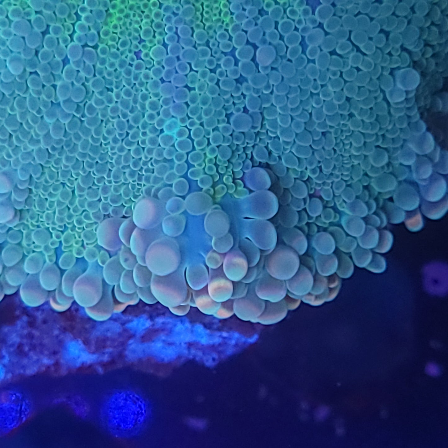 Rainbow Cotton Candy Yuma XL (Video in pics)