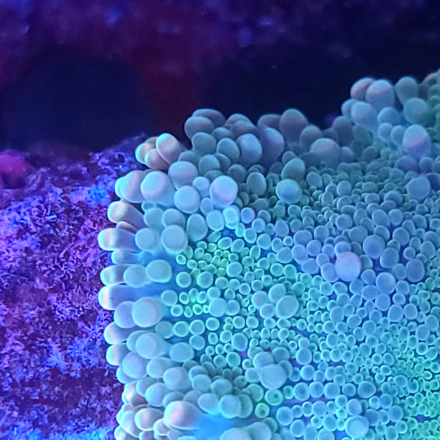 Rainbow Cotton Candy Yuma XL (Video in pics)