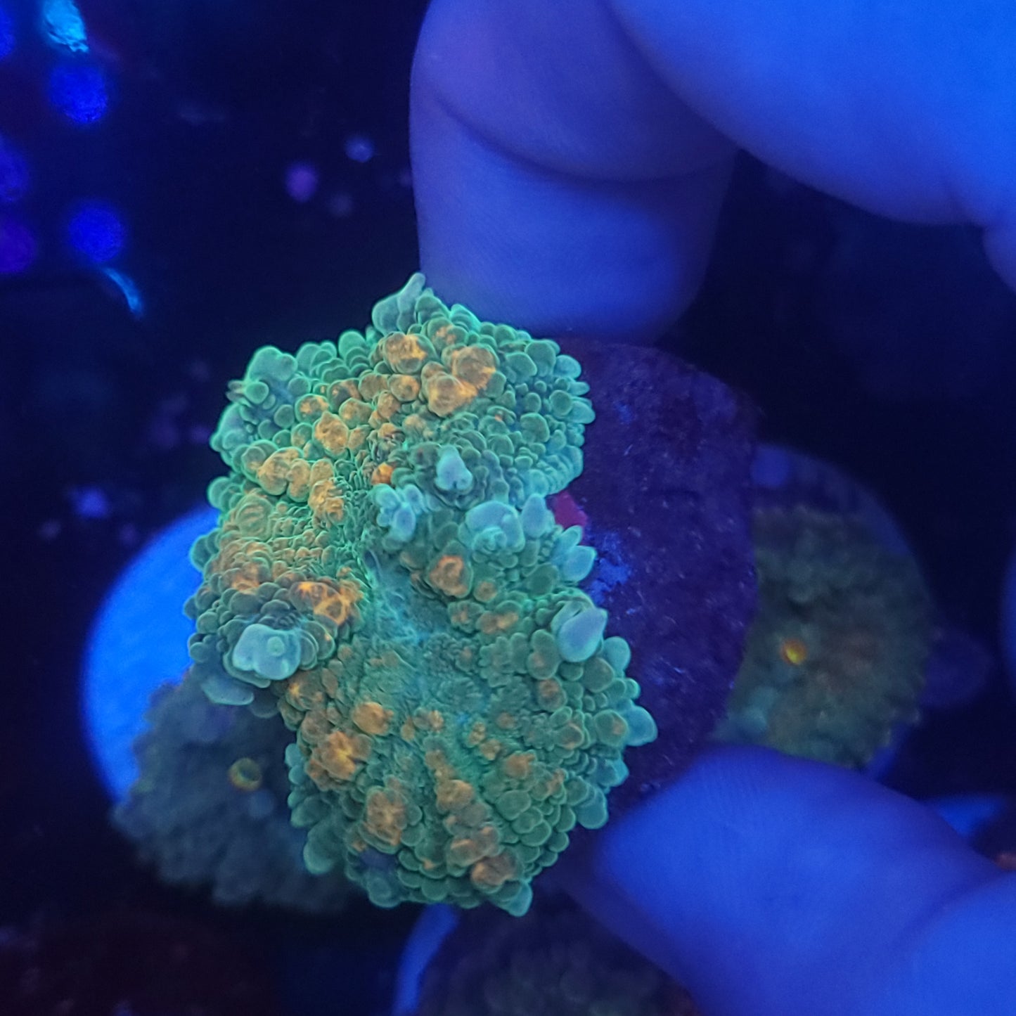 Orange Splatter Bounce Mushroom