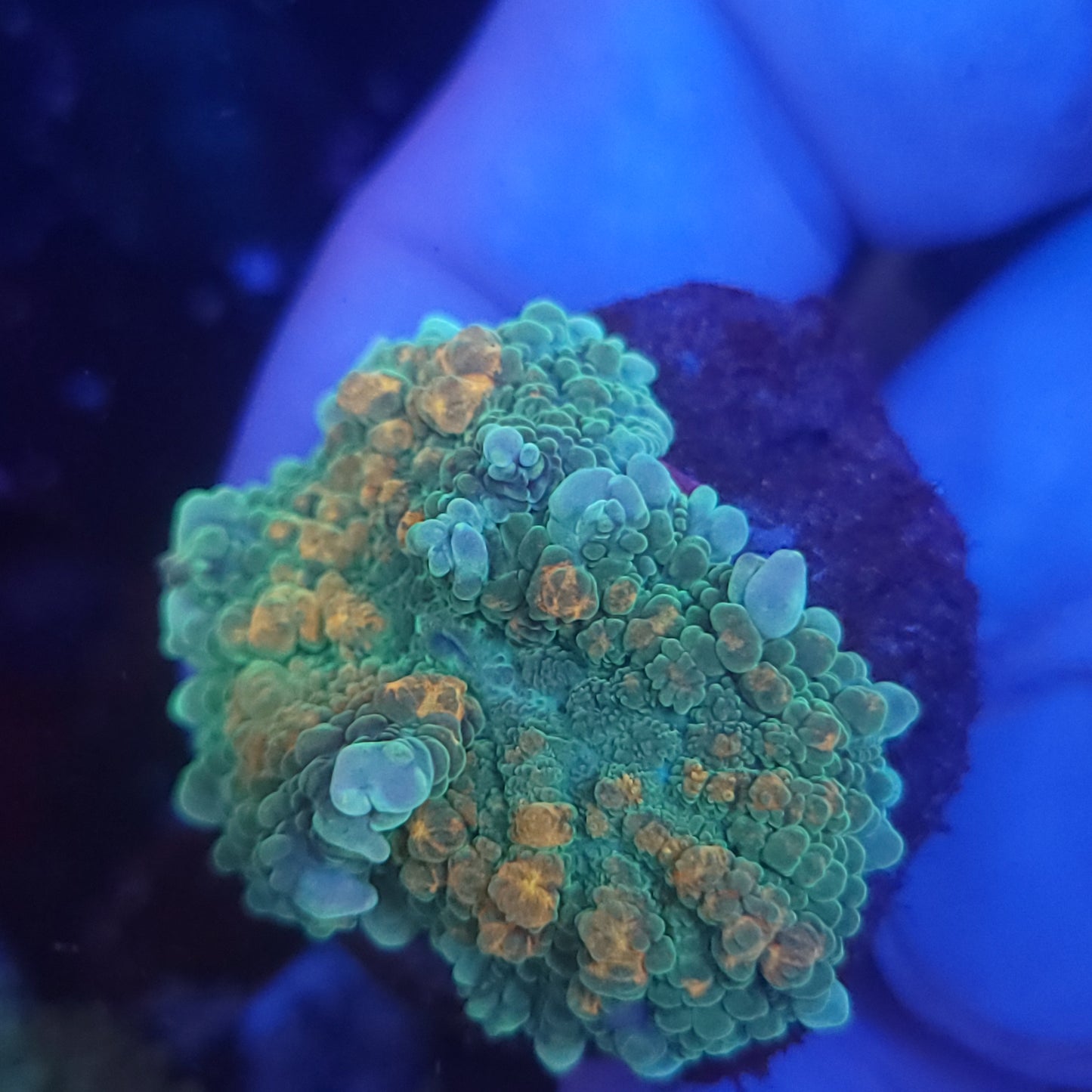 Orange Splatter Bounce Mushroom