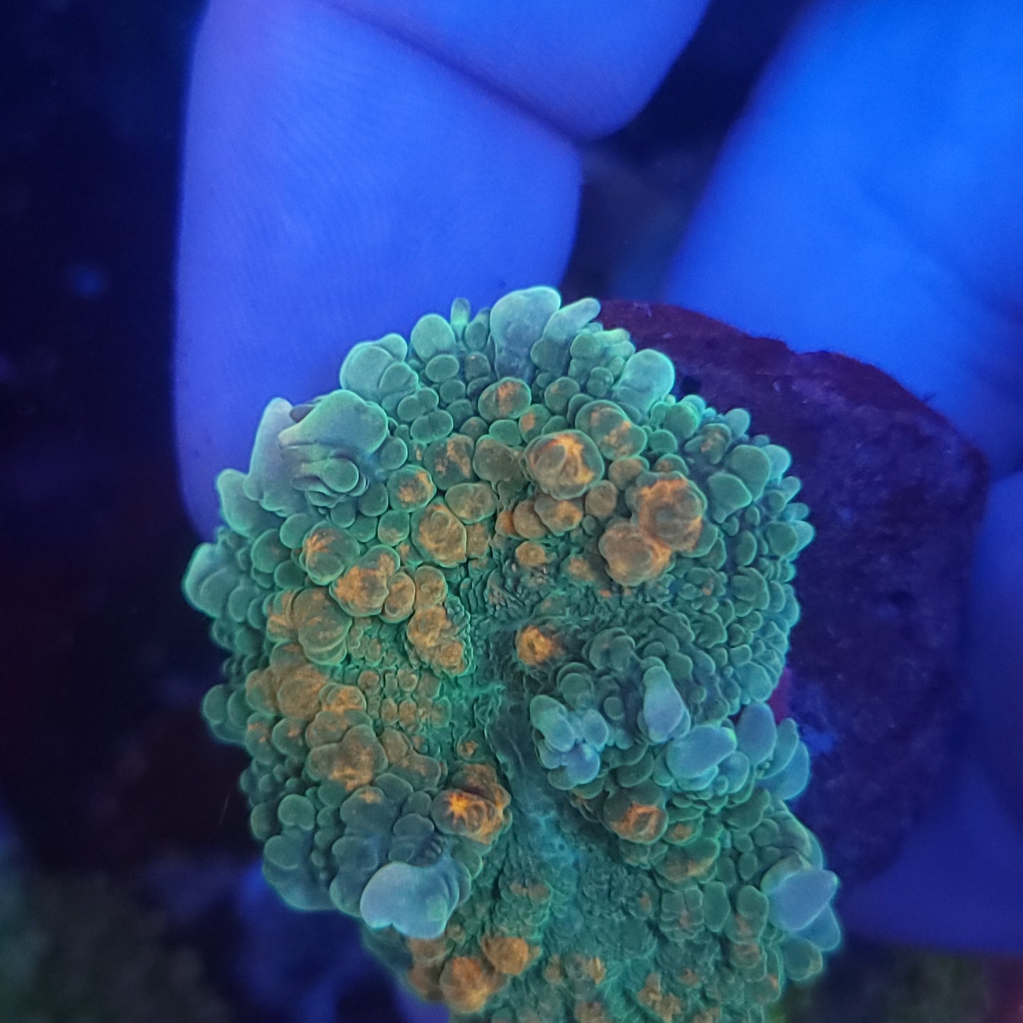 Orange Splatter Bounce Mushroom