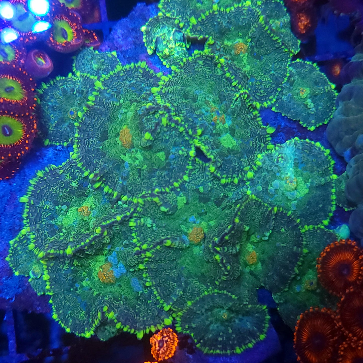 Large Orange and Green Splatter Mushroom Colony Rock