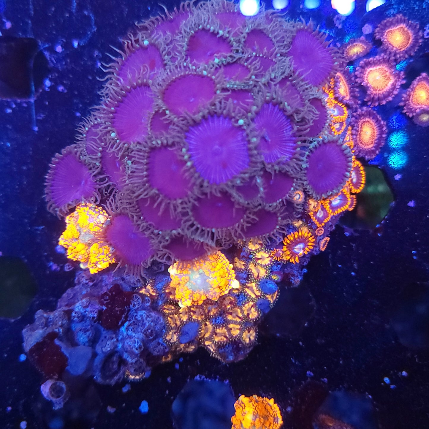 Crazy Mushroom and Zoa Mix Colony Rock