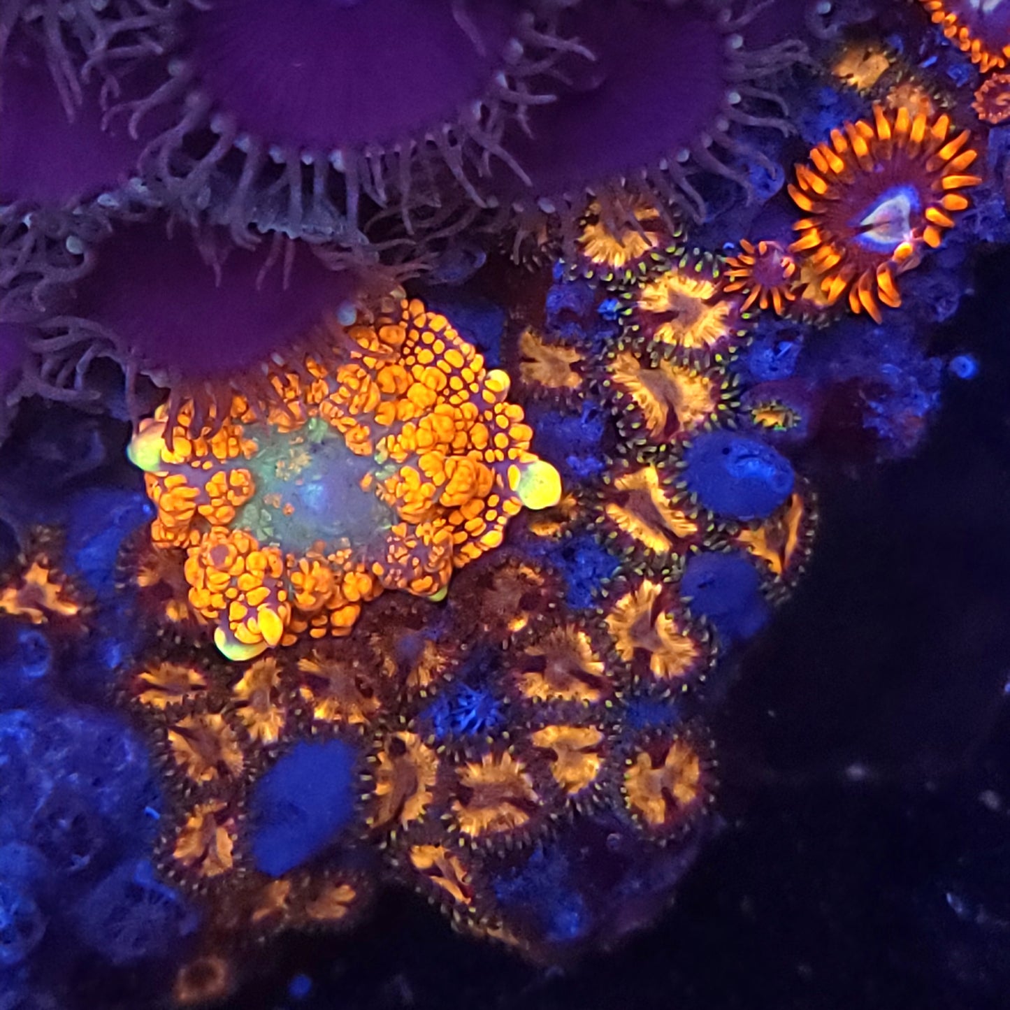 Crazy Mushroom and Zoa Mix Colony Rock