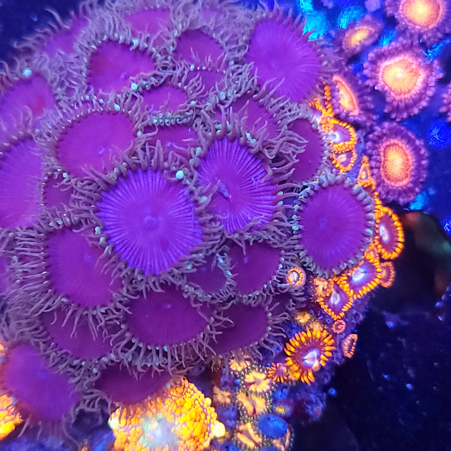 Crazy Mushroom and Zoa Mix Colony Rock