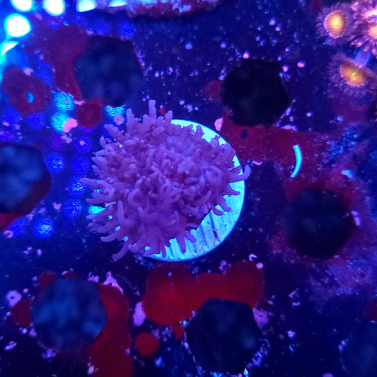 Dark Knight Carpet Mushroom