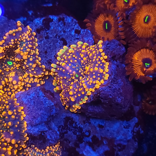 King Kong Yuma Colony Rock (Video in pics)