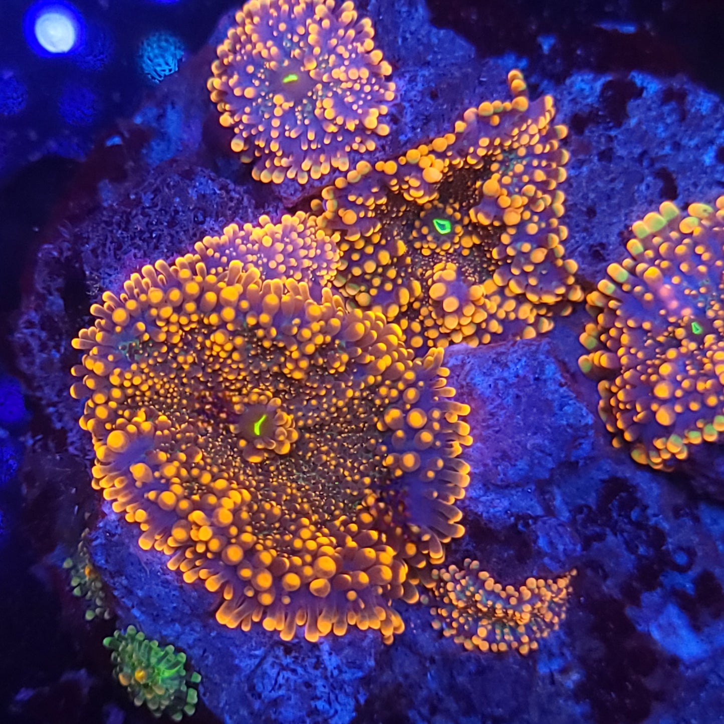 King Kong Yuma Colony Rock (Video in pics)