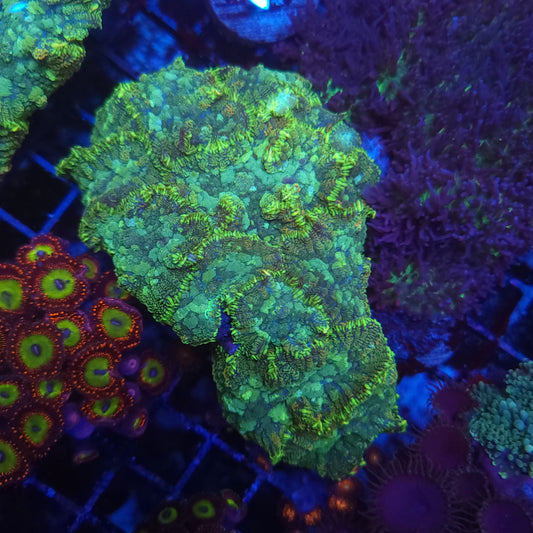 Large Mushroom Colony Rock (Video in pics)
