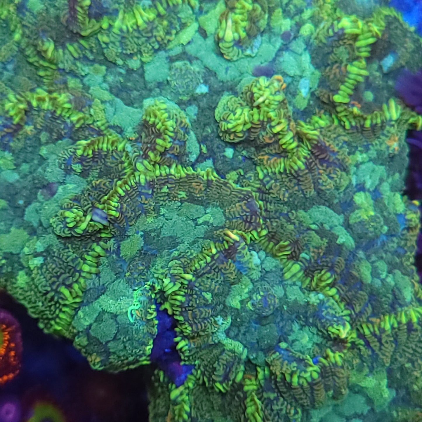 Large Mushroom Colony Rock (Video in pics)
