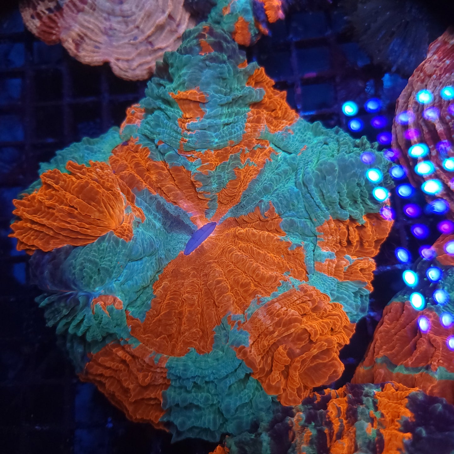 Crazy Bright Large Acantho (Video in pics)