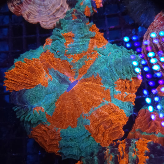 Crazy Bright Large Acantho (Video in pics)