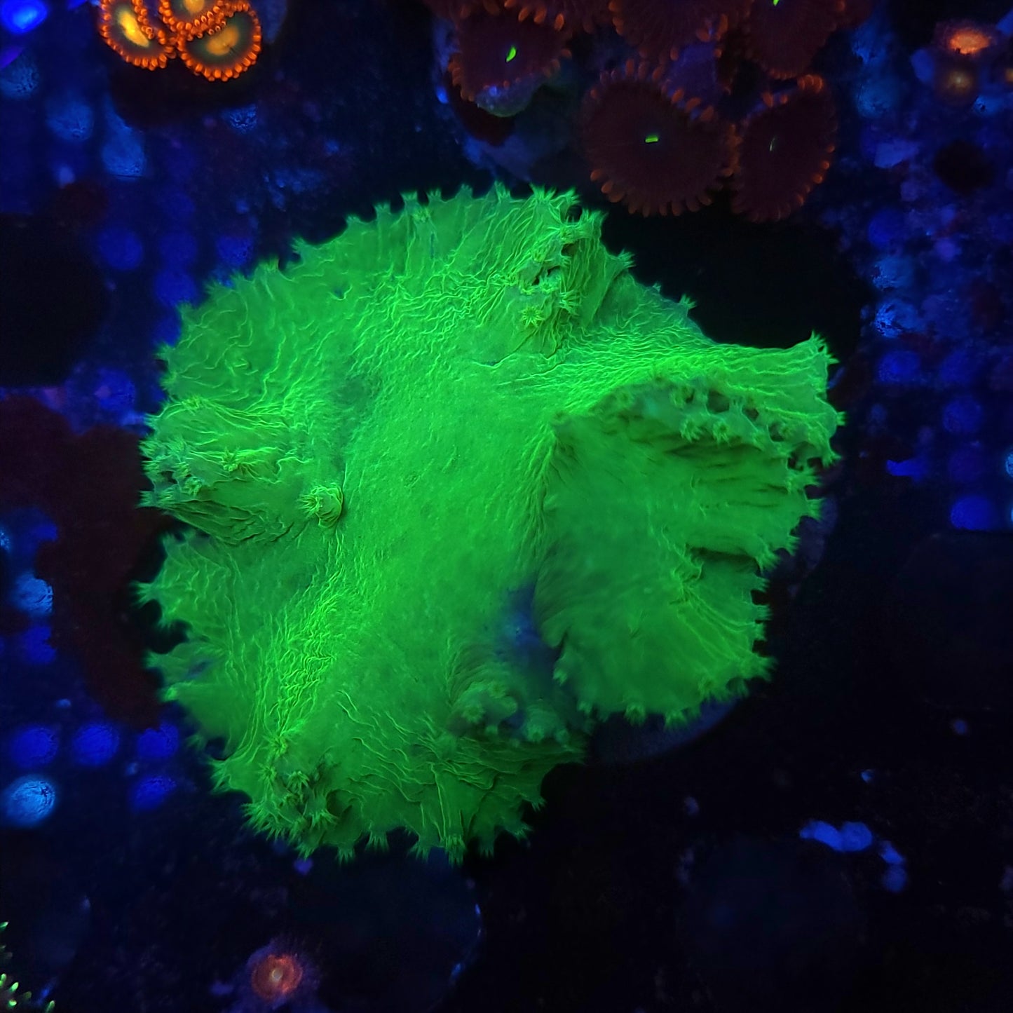 Bright Neon Green Cabbage Leather