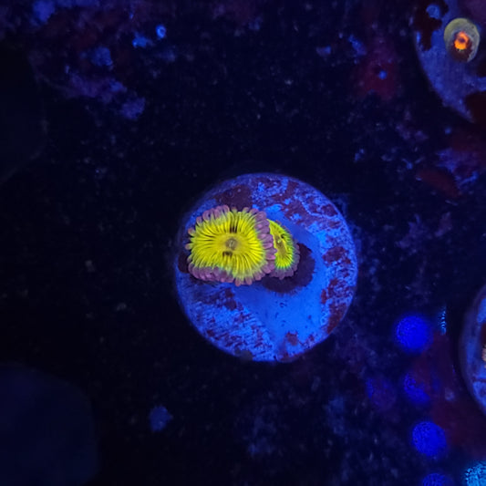Chiquita Zoas