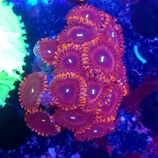 Red People Eater Zoas Mini Colony