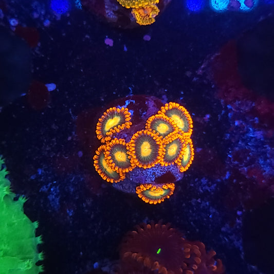 Bright Flaming Tangerine Zoas