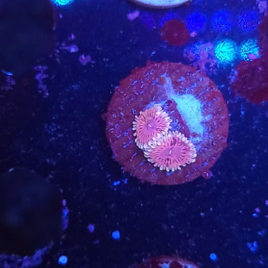 White Walker Zoas