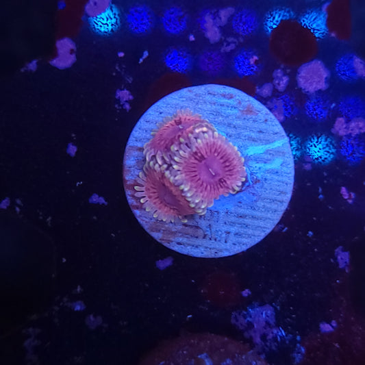 White Walker Zoas