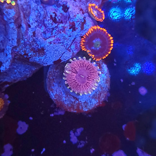 White Walker Zoas