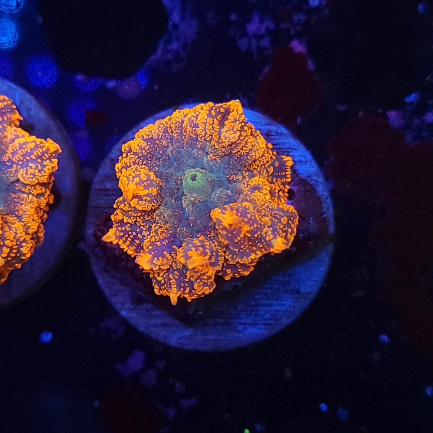 Agent Orange Rhodactis Mushroom