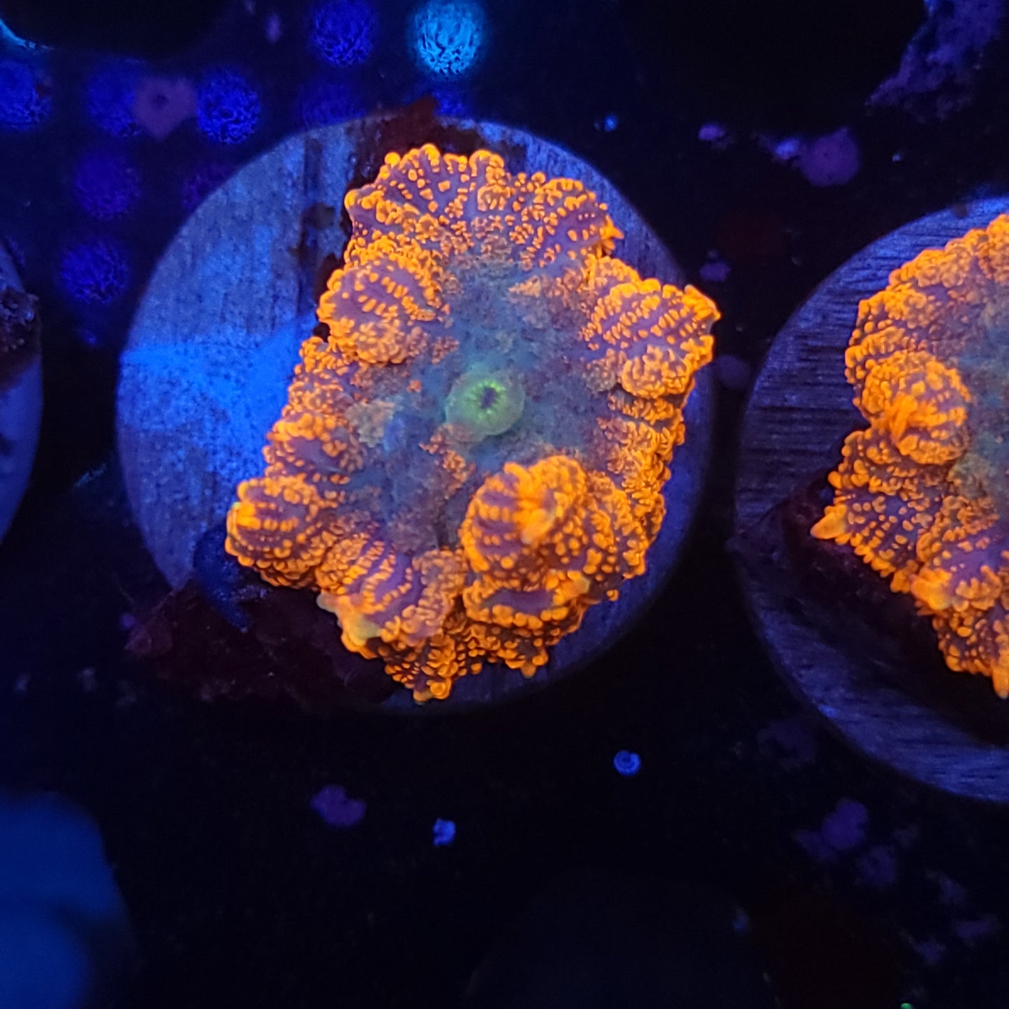 Agent Orange Rhodactis Mushroom