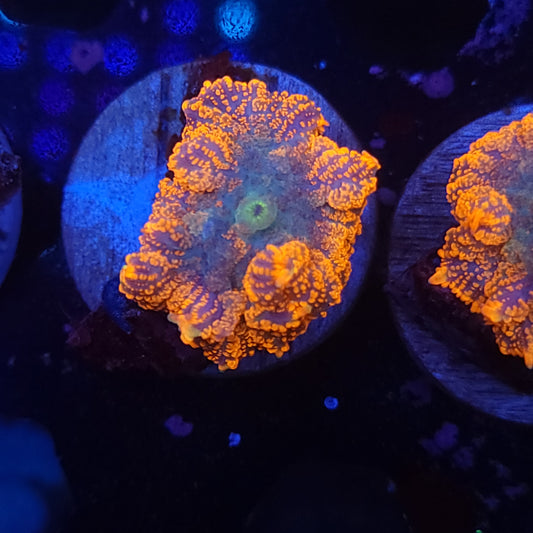 Agent Orange Rhodactis Mushroom